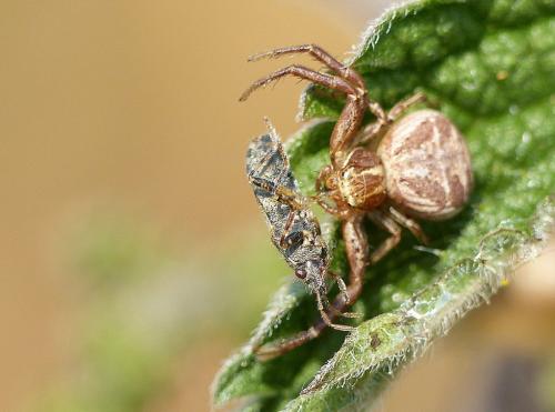 Xysticus sp.
